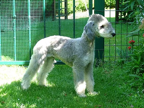 横から見たベドリントン・テリアの子犬