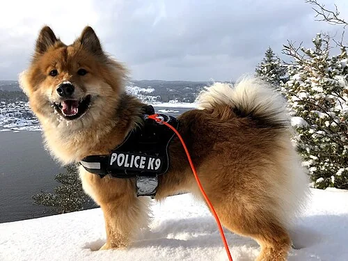 雪の上に立つユーラシア