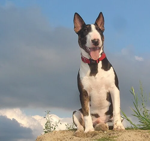 空を背景に立つミニチュア・ブル・テリアの子犬