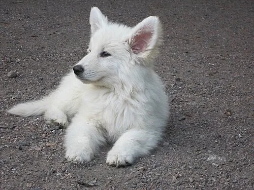 ホワイト・スイス・シェパード・ドッグの子犬