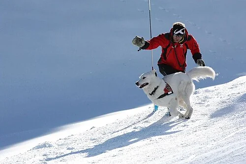 雪山で人と活動するホワイト・スイス・シェパード・ドッグ